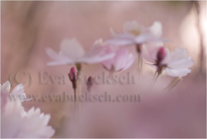 Blomsterdröm - foto av Eva Bucksch